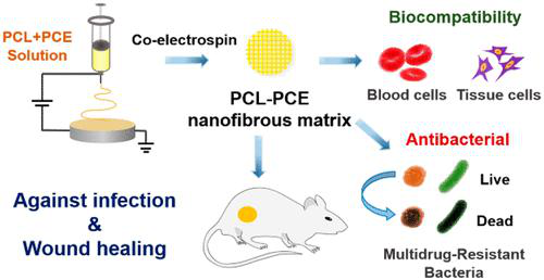 ACS Nano：仿生弹性聚多肽纳米纤维支架治疗细菌感染促进创面愈合/皮肤再生