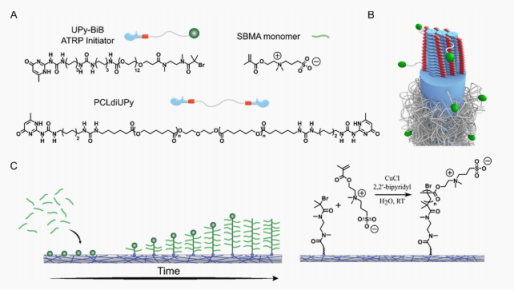 Macromolecules：超分子添加劑引發兩性離子聚合物在脲基-嘧啶酮基生物材料表面的可控