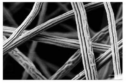 纤维的形状、结构和表面结构