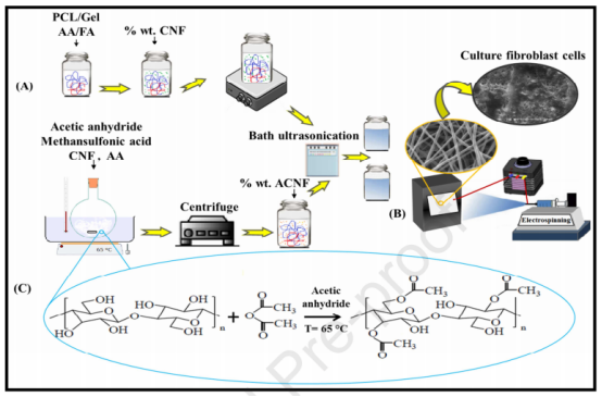 Polymer：ACNF對PCL/Gel電紡納米纖維支架性能的影響以及該支架的軟組織工程應用