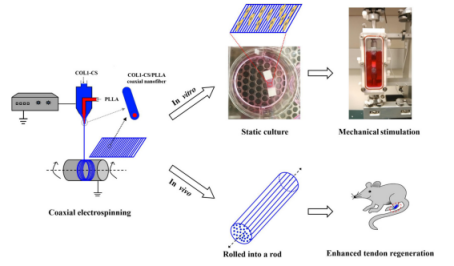 南通大學袁卉華&東華大學張彥中Int. J. Biol. Macromol.：仿生COL1-CS/PLLA纖維的