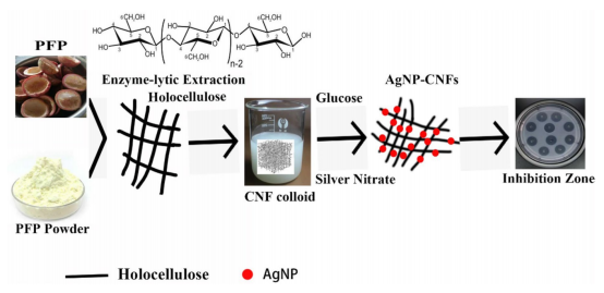 闽南师范大学陈巧玲Cellulose：银纳米粒子负载百香果皮全纤维素纳米纤维的制备与应用