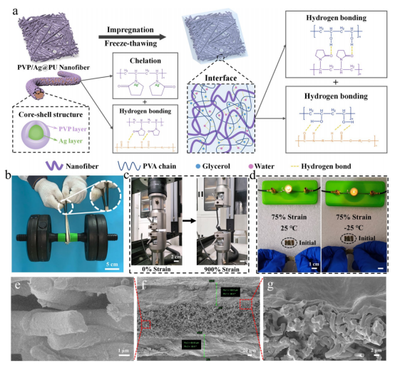 扬州大学高杰峰:纳米纤维复合材料增强有机水凝胶，用于多功能可穿戴电子产品