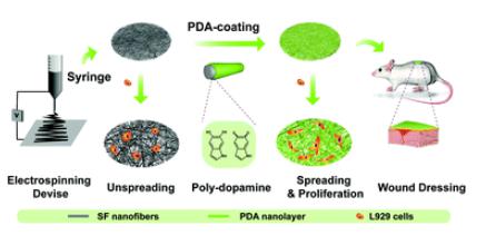 Biomater. Sci.：丝素膜聚多巴胺修饰能显著促进其创面愈合
