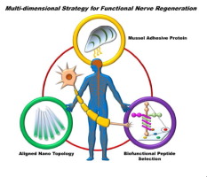 Acta Biomater.：基于贻贝黏附蛋白的纳米纤维导管加速功能神经再生