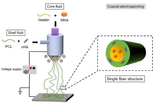 Mat. Sci. Eng. C：双功能电纺核壳纳米纤维构建抗感染引导骨再生膜