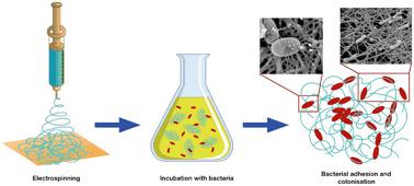 Environ. Sci.: Nano：细菌粘附与聚合物纳米纤维直径关系的研究