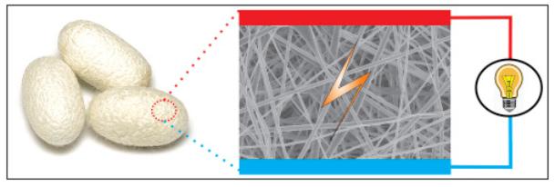 Nano Energy：用于能量收集的电纺丝素及其电活性特性