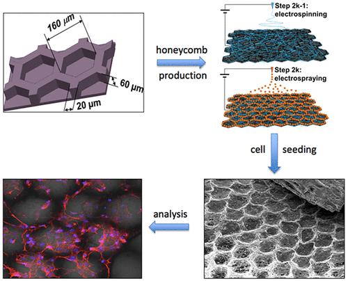ACS Biomater. Sci. Eng.：电纺聚（ε-己内酯）/羟基磷灰石3D蜂窝支架用于颌面骨重建