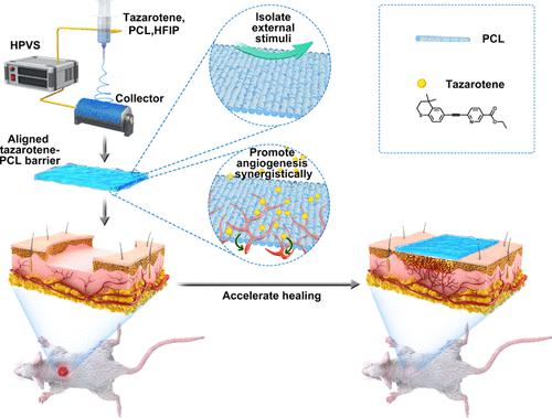 ACS Appl. Mater. Interfaces：负载他扎罗汀取向电纺膜促进血管生成显著加快伤口愈合