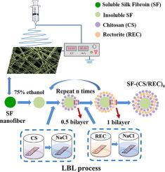 J COLLOID INTERF SCI：层层自组装增强丝素蛋白的生物特性