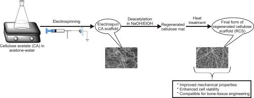 Int. J. Biol. Macromol.：电纺再生纤维素纳米纤维支架用于骨组织工程