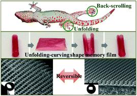 Nanoscale：受壁虎脚址垫灵感启发构建超疏水形状记忆胶膜