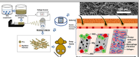 Acta Biomater.：在聚己内酯纳米纤维网格中嵌入金属镁颗粒提高生物医学应用的适用性