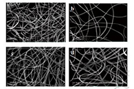 Int. J. Biol. Macromol.：玉米醇溶蛋白和黄蓍胶制备核-壳纳米纤维用于包封藏红花提取物