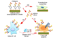免疫功能化的静电纺丝纤维支架抑制残余肿瘤复发