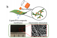 电纺木质素基复合纳米纤维膜在水净化中的应用研究
