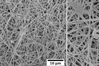 冷等离子体固定化骨形态发生蛋白-2增强羧甲基壳聚糖基纳米纤维的成骨诱导
