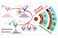 WIREs Nanomedicine and Nanobiotechnology:电纺制备复杂纳米结构
