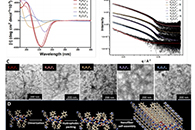 ACS Appl. Mater.Interfaces：磁场诱导的纳米纤维超分子膜排列：一种制备类生物组织材料的分子设计方法