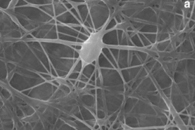 Food Bioproc. Tech.：微波预处理改善角豆粉和大米淀粉基电纺纳米膜的理化性能