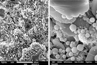 Environ. Sci. Pollut. Res.：嵌入氧化石墨烯量子点的聚醚砜电纺纳米纤维膜具有抗菌活性