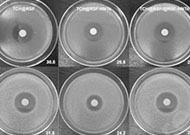 复旦大学陈新J. Mater. Sci. Technol.：具有持久抗菌功能的真丝微纤维垫