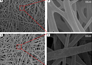 天津工业大学蔡志江Cellulose：高电化学性能D-酒石酸掺杂柔性聚吲哚/碳纳米管/细菌纤维素纳米纤维无纺布电极的制备