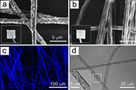 ACS Nano：可整合的纳米线-纳米纤维混合物用于紫外低阈值光增益研究