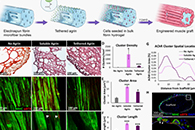 Biomaterials：制备工程3D骨骼肌用于体积肌肉缺失后的神经肌肉再生