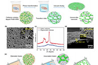 东华大学丁彬&斯阳ACS Appl. Mater. Interfaces：超薄纤维素Voronoi-纳米网膜可高效净化水