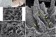 Environ. Sci.: Nano：一种3D土壤样纳米结构织物可用于开发农业和环境用途的细菌生物膜