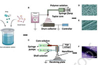 Carbohydrate Polymers：基于糖胶聚合物的静电纺纤维及其多方面的应用