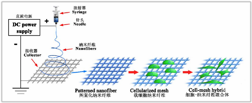 图案化复合纳米纤维网格材料的三维构建方法