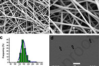 沈阳药科大学杨世明European Journal of Pharmaceutics and Biopharmaceutics：含苯甲酸利扎曲普坦的口腔分散电纺膜和流延膜的体外/体内性能比较评估