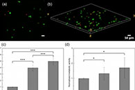 国立台湾大学叶伊纯Biomaterials Science：通过硫醇-降冰片烯光化学反应形成高弹性和可调性能的聚癸二酸甘油酯-共聚乙二醇水凝胶