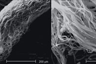 Iranian Polymer Journal：电纺丝聚乳酸纳米纤维结构的物理和机械性能改善