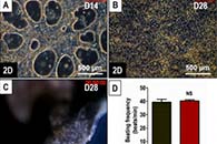 Mater. Sci. Eng. C：同轴PCL-明胶纳米纤维支架可实现人类诱导多能干细胞原位分化为功能性心肌细胞