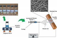 Polym. Adv. Technol.：改变溶剂体系可制备出不同形态的电纺PGS/PCL纳米纤维