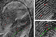 J. Appl. Polym. Sci.：基于聚己内酯和丹磺酰基衍生物的荧光聚合物纳米纤维，用于潜在指纹的显现