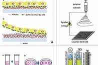 中山大学宁杨J. Dent. Sci.：基于干细胞的牙周组织再生技术：现状和未来展望