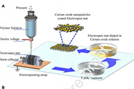 Mater. Sci. Eng. C：氧化铈纳米粒子修饰的纳米结构聚合物支架用于构建抗氧化和抗肥大的心脏补片