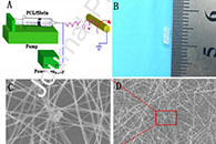 新乡医学院张其清&赵亮Mater. Sci. Eng. C：电纺PCL /纤维蛋白血管移植物重建和再生的体内评估
