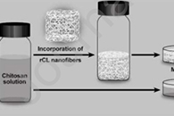 Carbohydr. Polym.：再生纤维素纳米纤维增强的壳聚糖水凝胶用于骨组织工程支架