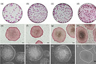 J. Cell. Physiol.：将玻连蛋白衍生肽固定在聚偏二氟乙烯支架上用于人类胚胎干细胞的维持和分化