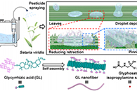 中国农业大学杜凤沛&北京化工大学胡君ACS Appl. Mater. Interfaces：一种可抑制疏水性杂草叶片上液滴反弹的简便策略