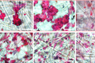 西南大学余玲&李长明ACS Appl. Bio Mater.：一步浸涂法制备核壳型丝素@宣纸纤维支架，用于三维肿瘤球体的形成