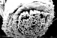 Sci. Rep.：可生物降解单层和双层中空纳米纤维纱线的尿素缓释研究