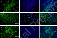 Biochem. Eng. J.：电纺PGS/PCL、PLLA/PCL、PLGA/PCL及纯PCL支架用于视网膜前体细胞的培养