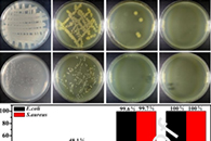 新疆师范大学王英波Int. J. Biol. Macromol.：内外银纳米粒子负载聚乳酸电纺纤维的制备及其长期抗菌和骨再生应用